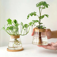 Transparent Glass Hydroponic Vase Set - Modern Planter with Base Tray