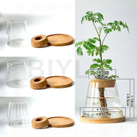 Transparent Glass Hydroponic Vase Set - Modern Planter with Base Tray