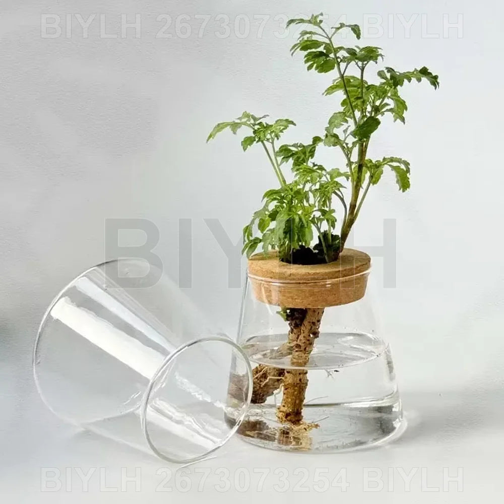 Transparent Glass Hydroponic Vase Set - Modern Planter with Base Tray