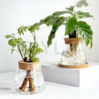 Transparent Glass Hydroponic Vase Set - Modern Planter with Base Tray