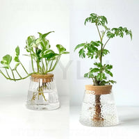 Transparent Glass Hydroponic Vase Set - Modern Planter with Base Tray